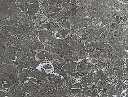 Fossil Gri